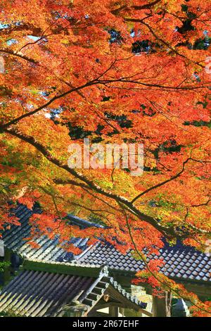 Lascia Long Valley Temple Foto Stock