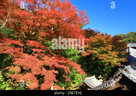 Lascia Long Valley Temple Foto Stock