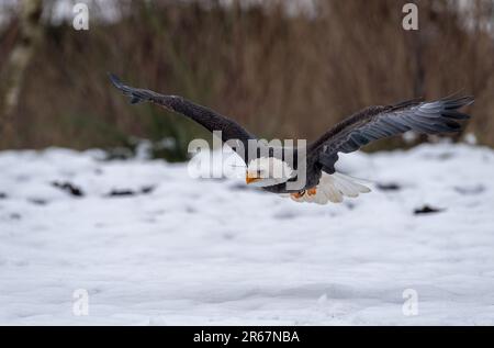 Un'aquila calva sorvola un'area boscosa invernale, gli alberi innevati sottostanti offrono uno sfondo mozzafiato Foto Stock