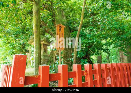 Santuario Katori Jingu in verde fresco Foto Stock