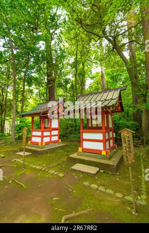 Santuario Katori Jingu in verde fresco Foto Stock