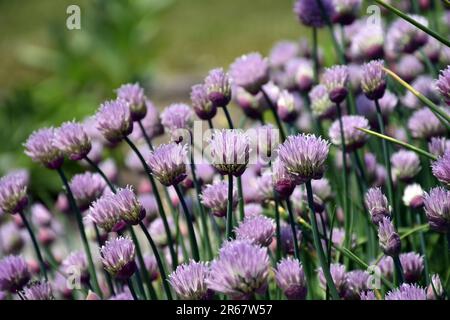 Erba viola aka Allium schoenoprasum sono un'erba popolare per crescere nel giardino. Foto Stock