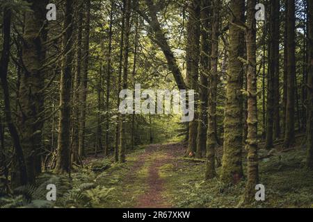 percorso che conduce attraverso la foresta in scozia Foto Stock