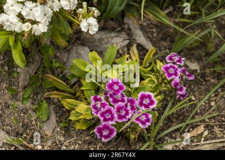 rosa, fiori petalati, giorno, chiodo di garofano, miniatura, piccoli fiori, fiori, giorno della mamma, piante, piante Foto Stock