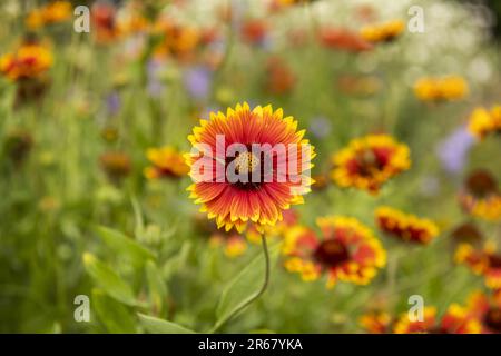 Moltiplicare le vostre piante di gazania è semplice: Potete farlo raccogliendo i semi dai fiori che avete, dai tagli o dividendo la pianta Foto Stock