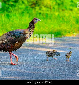 Famiglia Wild Turkey Foto Stock