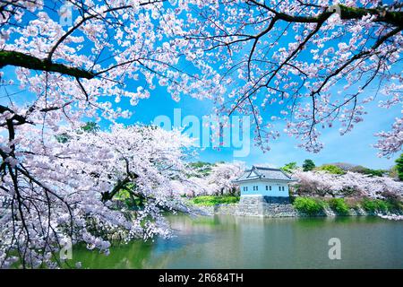 Fiori di ciliegio al Castello di Odawara Foto Stock