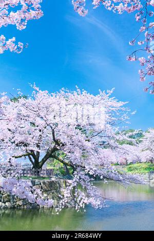 Fiori di ciliegio al Castello di Odawara Foto Stock