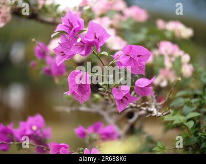 Un vivace primo piano di splendidi fiori viola con steli e foglie verdi Foto Stock