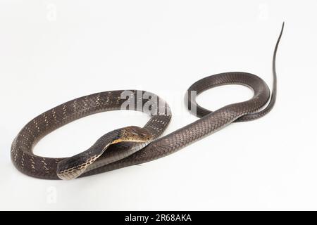 Il serpente di Re Cobra (Ofiophagus hannah), un serpente velenoso originario dell'Asia meridionale isolato su sfondo bianco Foto Stock