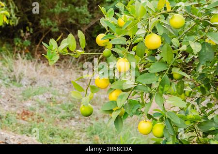 Limes su Tree Branch Foto Stock