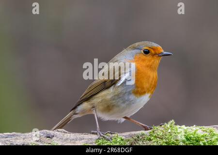 Un piccolo uccello appollaiato in cima a una superficie rocciosa, rivolto lontano dalla fotocamera Foto Stock