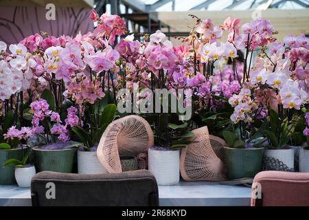 Primo piano di rami di orchidee rosa.Home flowers.Decoration dell'interno, matrimonio o ufficio con flowers.Many vasi naturali con fioritura tropicale Foto Stock