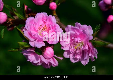 Abbracciate la serenità della natura con questa incantevole foto di fiori rosa. La luce solare soffusa bagna delicati fiori, evocando tranquillità e colori vivaci. Foto Stock