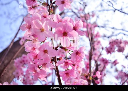 Abbracciate la serenità della natura con questa incantevole foto di fiori rosa. La luce solare soffusa bagna delicati fiori, evocando tranquillità e colori vivaci. Foto Stock