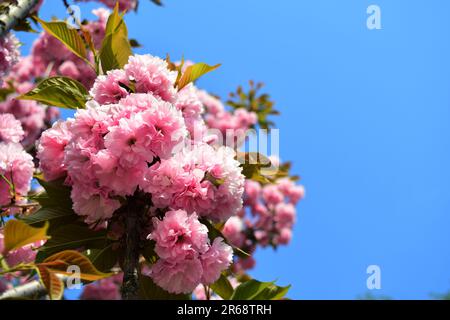 Abbracciate la serenità della natura con questa incantevole foto di fiori rosa. La luce solare soffusa bagna delicati fiori, evocando tranquillità e colori vivaci. Foto Stock