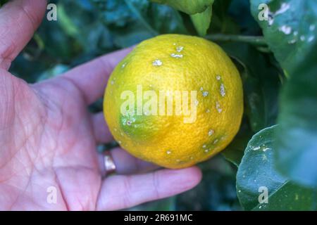 toccare un limone in un albero di limone Foto Stock