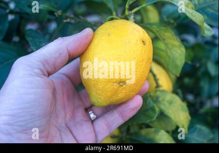 l'uomo tocca un limone con la mano sinistra Foto Stock