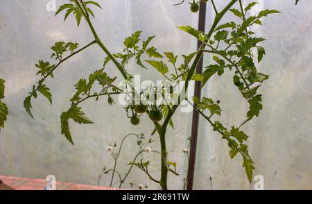 pomodori ciliegini verdi che iniziano a crescere nella mia serra Foto Stock
