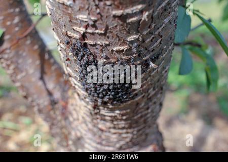 una piaga di insetti in un pesco nel mio frutteto Foto Stock