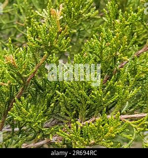 Primo piano degli aghi su un cedro rosso orientale, Juniperus Virginiana. Foto Stock