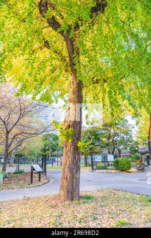 Parco Hibiya in autunno Foto Stock