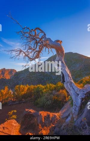 Un albero solitario morto vicino alla cima più alta di Madeira Pico Ruivo Foto Stock