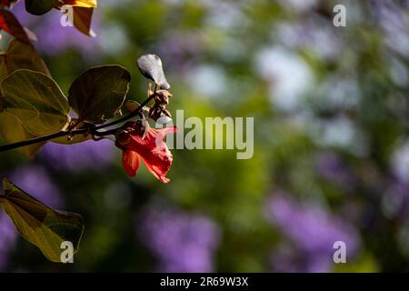 Fiori rossi e gialli di thespesia populnea o portia o palissandro Pacifico o tulipano indiano albero closeup Foto Stock