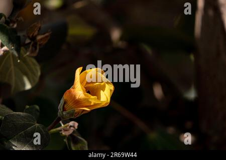 Fiori rossi e gialli di thespesia populnea o portia o palissandro Pacifico o tulipano indiano albero closeup Foto Stock