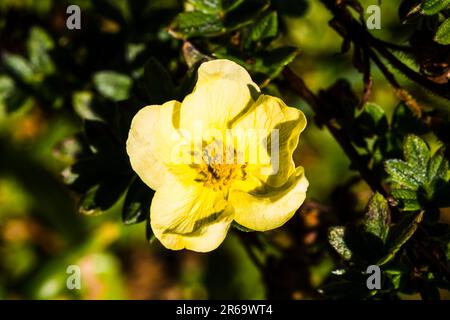 Primo piano di un cinquefoil europeo (Potentilla reptans) nei terreni del Vecchio Vicarage, Tintagel, Cornovaglia, Regno Unito Foto Stock