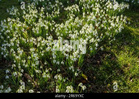 Gocce di neve a Church Yard a Kildale, North Yorkshire Foto Stock