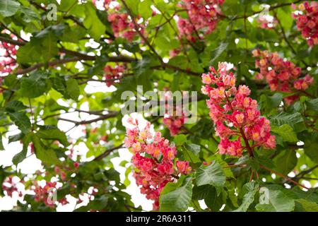 Ippocastano a fiori rossi (Aesculus carnea), Baden-Wuerttemberg, Germania Foto Stock