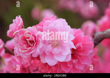 Abbracciate la serenità della natura con questa incantevole foto di fiori rosa. La luce solare soffusa bagna delicati fiori, evocando tranquillità e colori vivaci. Foto Stock