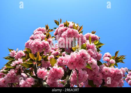 Abbracciate la serenità della natura con questa incantevole foto di fiori rosa. La luce solare soffusa bagna delicati fiori, evocando tranquillità e colori vivaci. Foto Stock