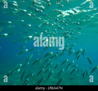 Il racchetto di sgombro a righe o Nackerel indiano (Rastrelliger kanagurta) nuota in acqua blu con bocche aperte filtrando per plancton il giorno di sole scintille Foto Stock