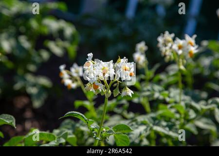 Fiori di patata fiorire in agricoltura biologica fattoria. coltivazione di patate e la coltivazione di background. Sfondo di bellissimi fiori. Foto Stock