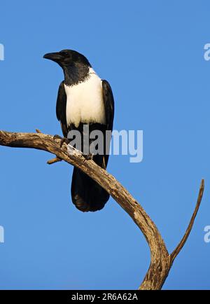 Schildrabe, Botswana, Makgadikgadi Pans National Park, pied Crow (Corvus albus), Botsauna Foto Stock