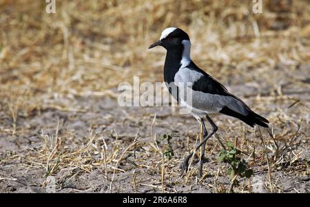 Lavadel fabbro (Vanellus armatus), Parco Nazionale di Chobe, Botswana, lavadel fabbro, Botswana Foto Stock