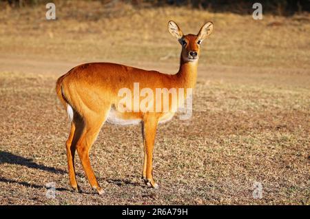 Puku (Kobus vardonii) nel Parco Nazionale di Luangwa Sud, Zambia, puku, Parco Nazionale di Luangwa Sud, Zambia Foto Stock