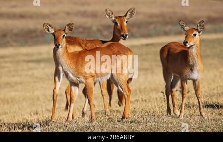 Pukus (Kobus vardonii) nel Parco Nazionale di Luangwa Sud, Zambia, pukus, Parco Nazionale di Luangwa Sud, Zambia Foto Stock