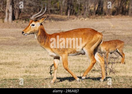 Puku (Kobus vardonii) nel Parco Nazionale di Luangwa Sud, Zambia, puku, Parco Nazionale di Luangwa Sud, Zambia Foto Stock