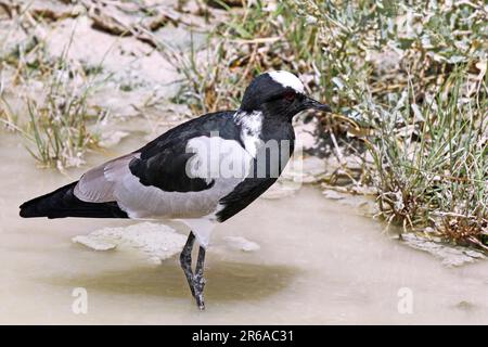 Gun Lapwing, Parco Nazionale di Etosha, Namibia, Blacksmith Lapwing, Parco Nazionale di Etosha, Namibia Foto Stock