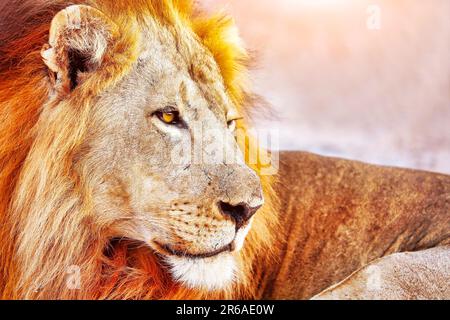 Leone (Panthera leo), maschio, Luangwa meridionale NP, Zambia Foto Stock