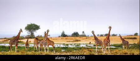 Giraffe ugandesi (Giraffa camelopardalis rothschildi) al Lago Albert, Parco Nazionale delle Cascate di Murchison Uganda Foto Stock