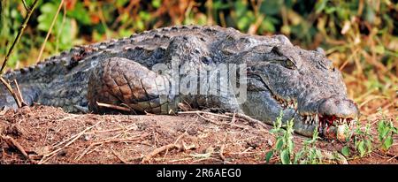 Nettes Krokodil, Murchison Falls National Park Uganda (Crocodylus niloticus) Foto Stock