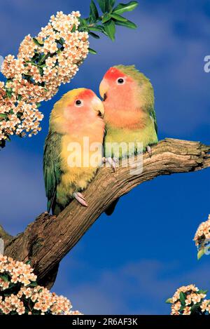 Pappagalli (Agapornis roseicollis) (animale domestico) (pappagalli) (pappagalli) (animali) (uccello) (uccelli) (pappagalli) (esterno) (esterno) (ramo) (adulto) Foto Stock