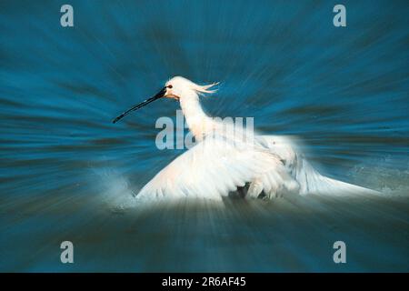 Spatolone eurasiatica (Platalea leucorodia), bagno Foto Stock