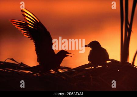 Le terns nere (Chlidonias niger), si abbinano al nido all'alba Foto Stock