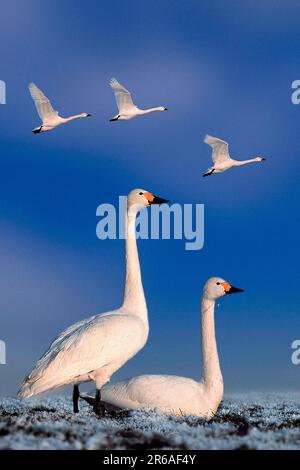 Cigni di Bewick (Cygnus columbianus bewicki) Foto Stock