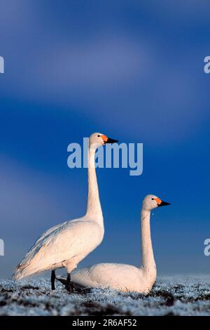 Cigni di Bewick (Cygnus columbianus bewicki) Foto Stock